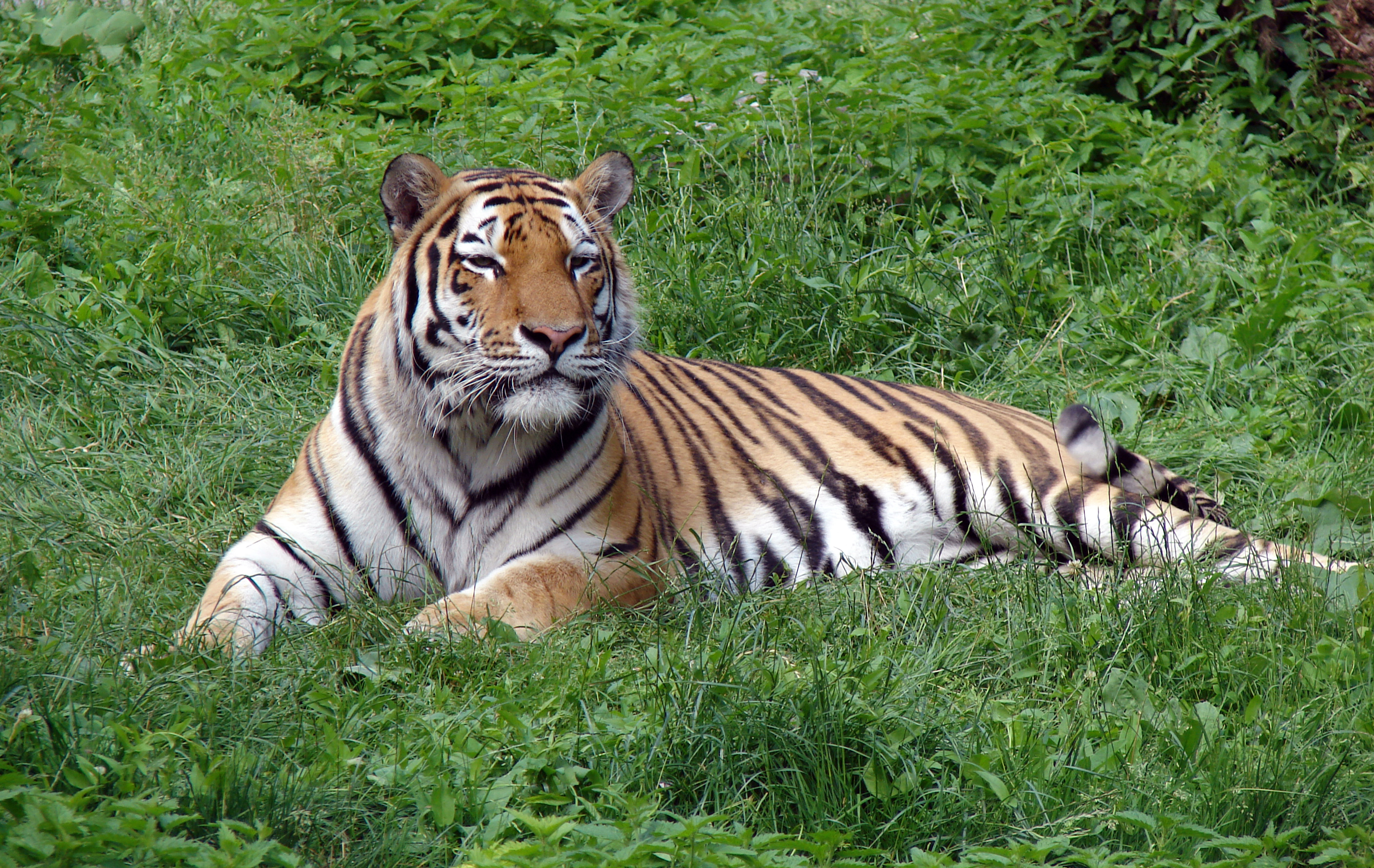 Panthera tigris altaica in Lodz Zoo 1
