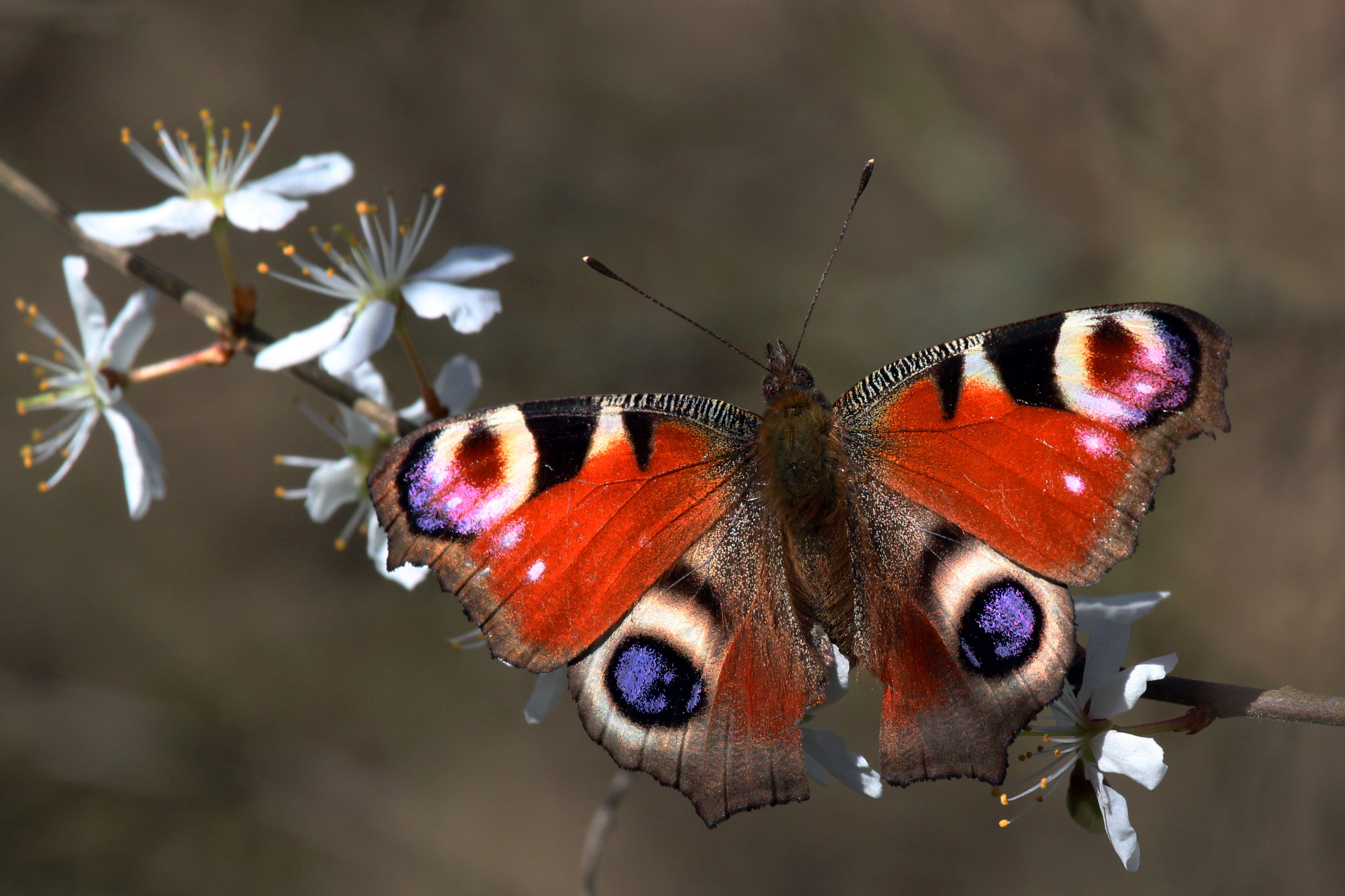 Peacock butterfly (inachis io) 2