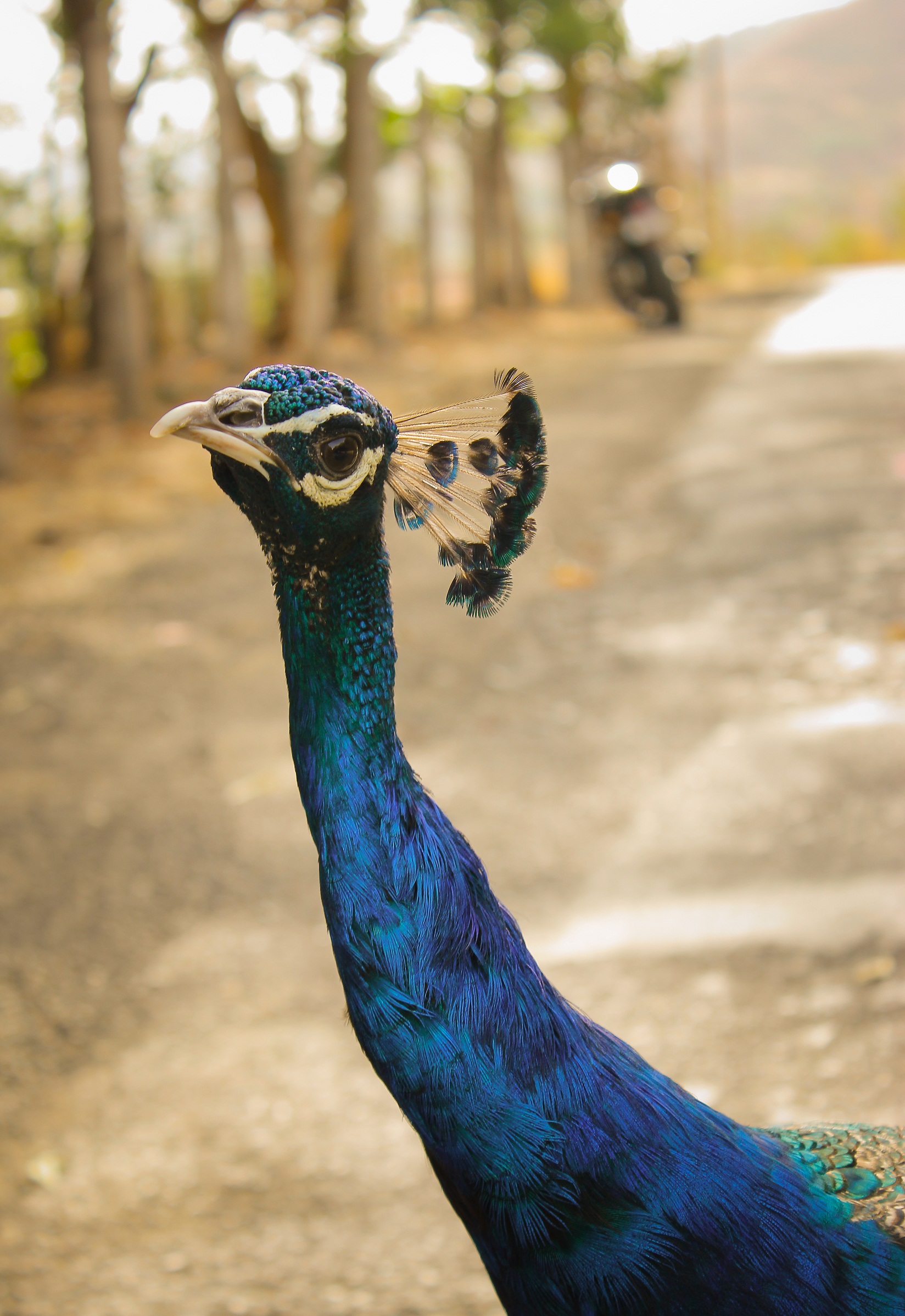 Peacock By Anis Shaikh 06
