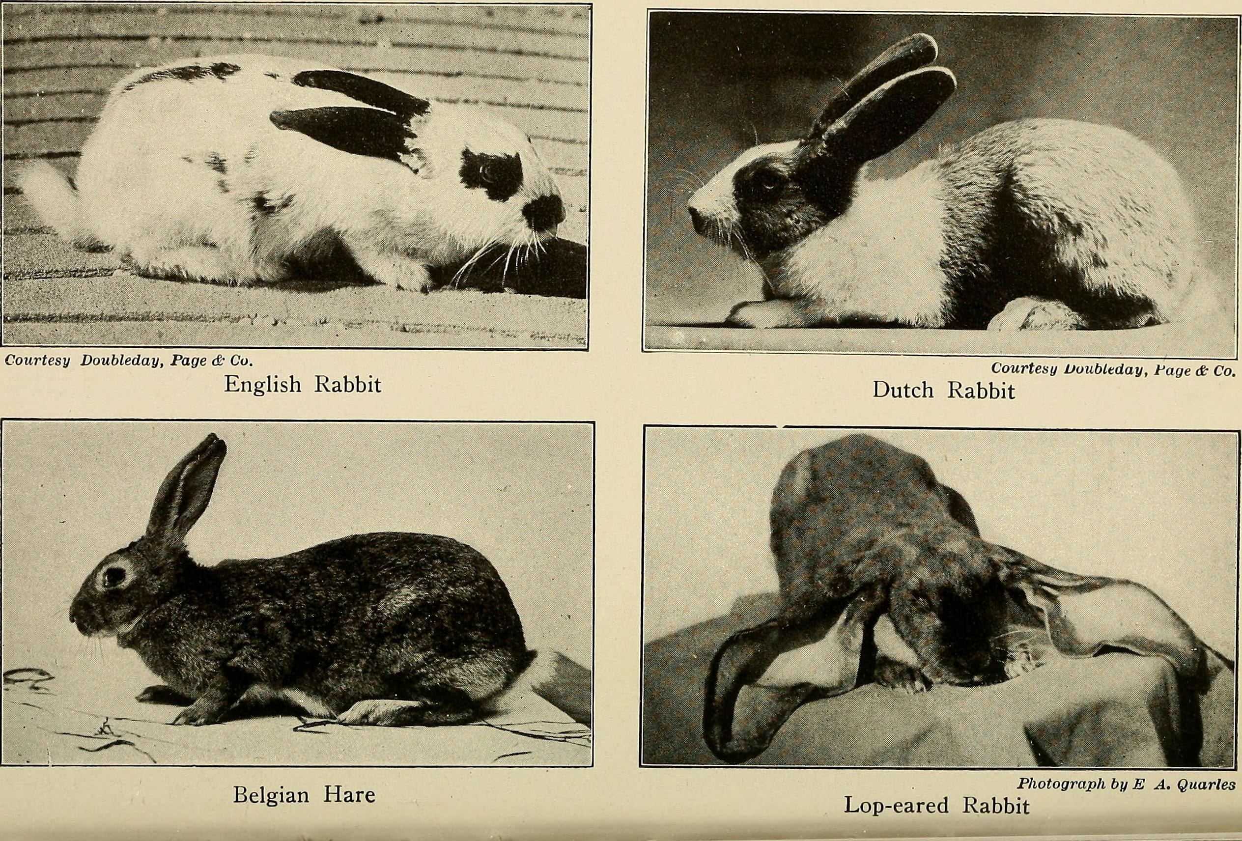 Pets and how to care for them (1921) (14595980427)