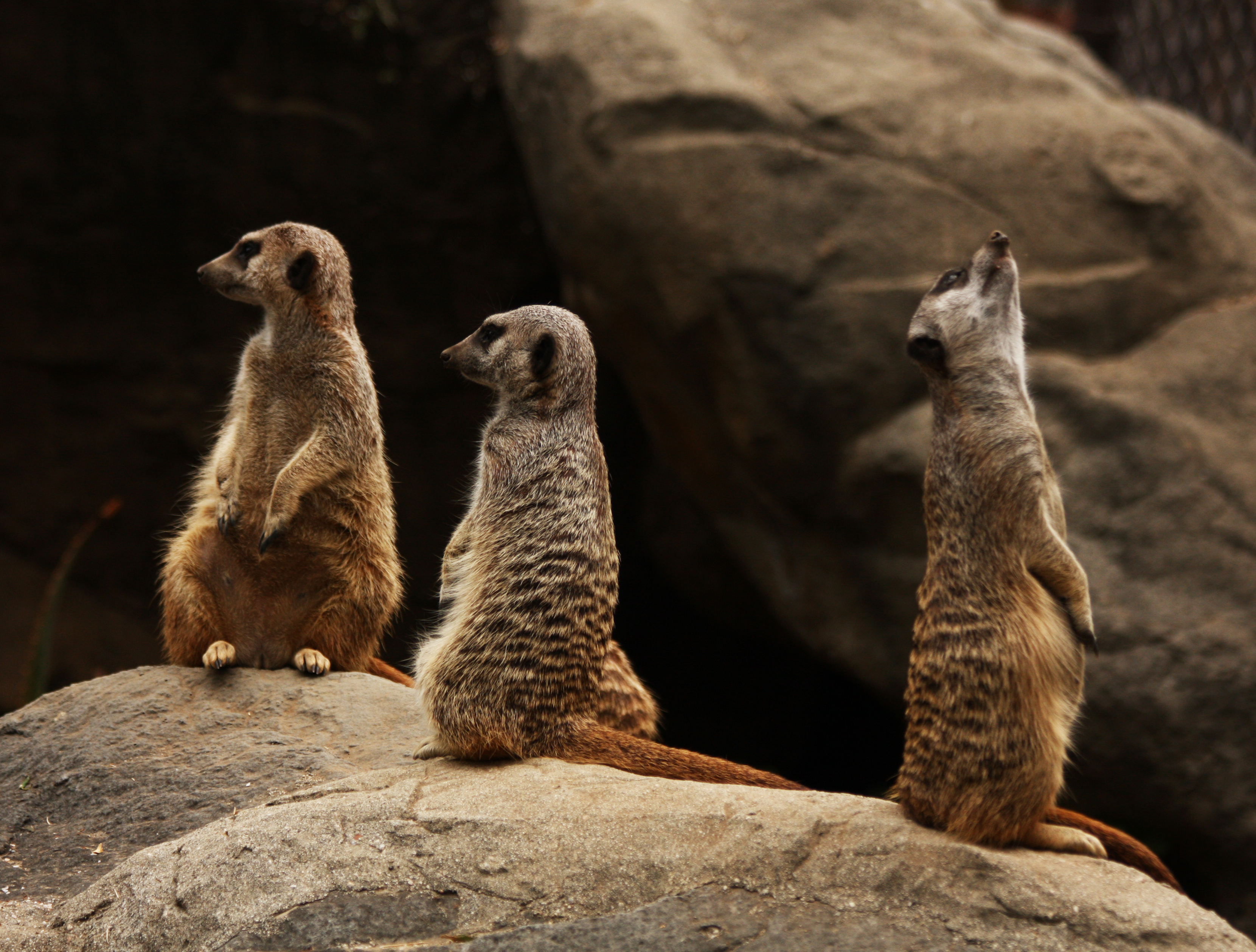 Photograph of a Meerkat Family (3848828176)