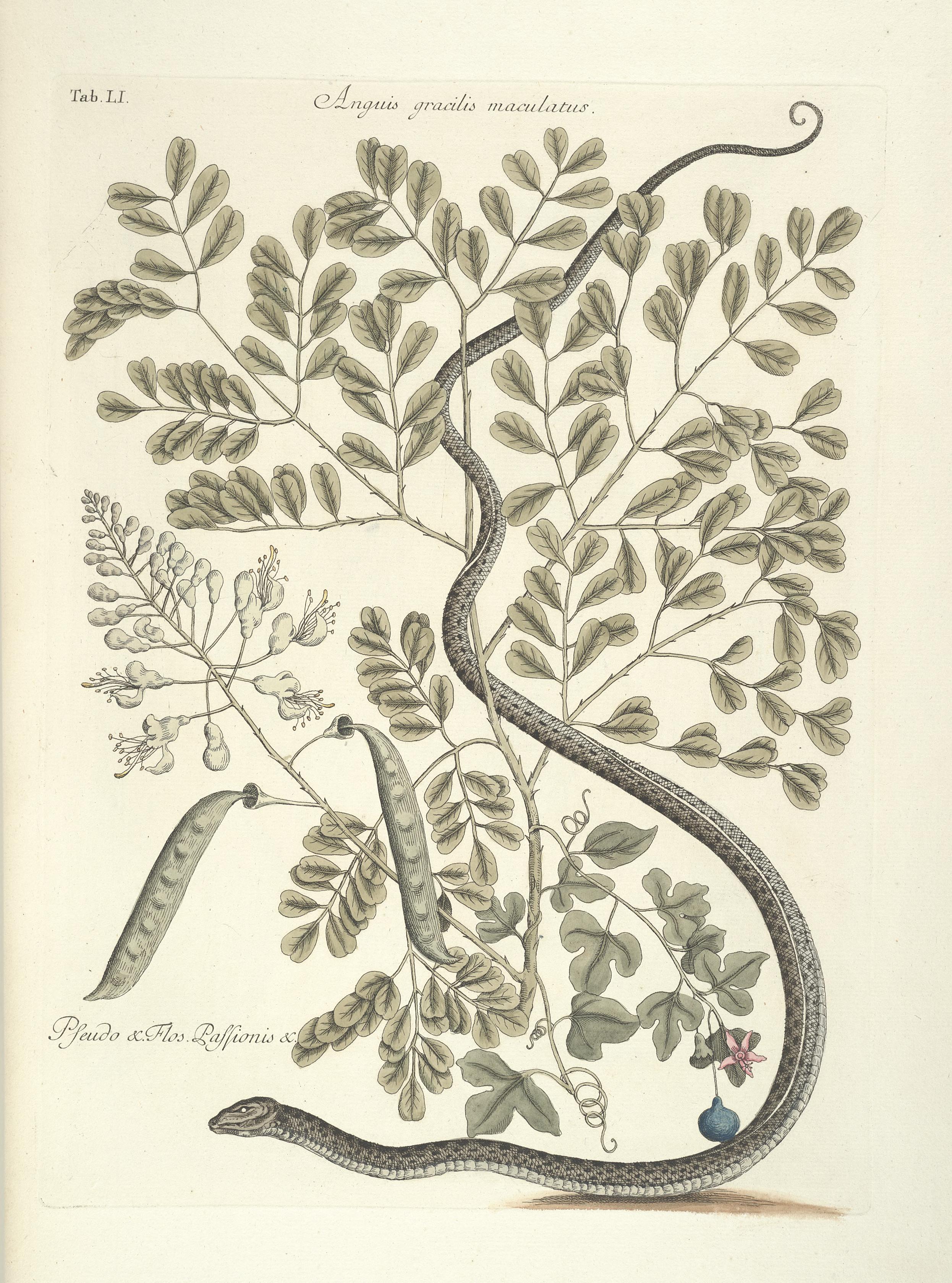 Piscium, serpentum, insectorum, aliorumque nonnullorum animalum nec non plantarum quarundam imagines (Tab. LI) BHL9873023