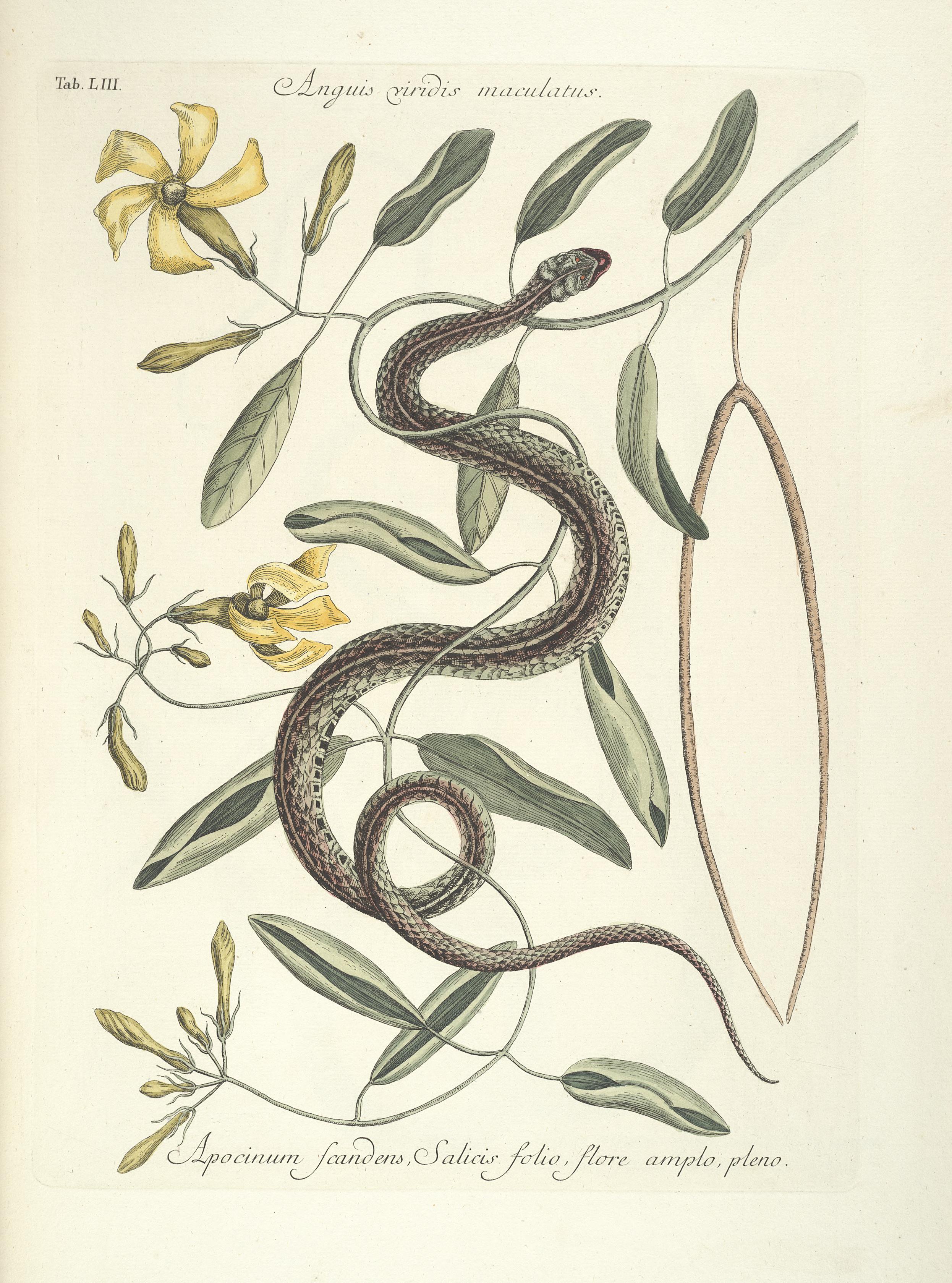 Piscium, serpentum, insectorum, aliorumque nonnullorum animalum nec non plantarum quarundam imagines (Tab. LIII) BHL9873025