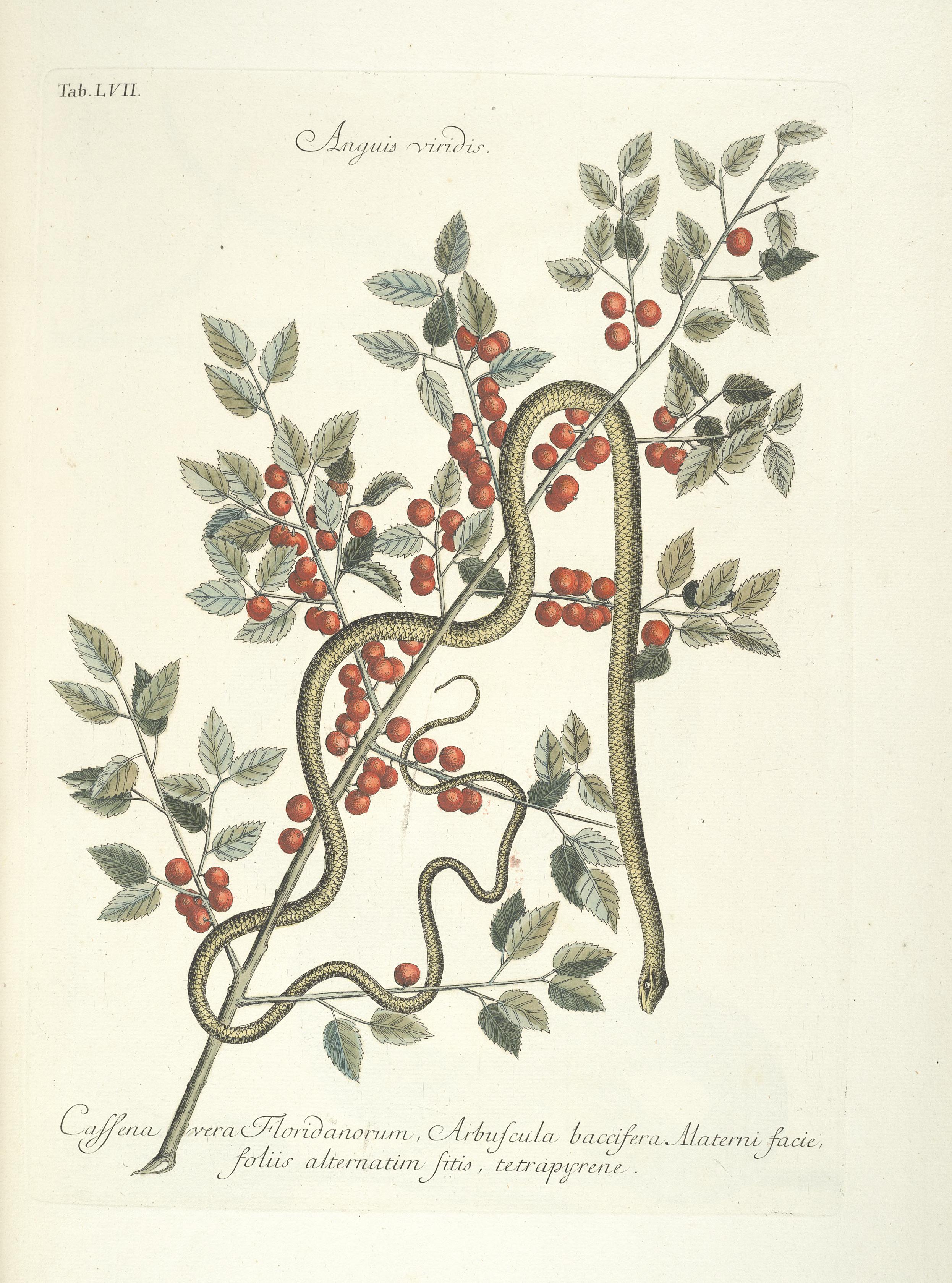 Piscium, serpentum, insectorum, aliorumque nonnullorum animalum nec non plantarum quarundam imagines (Tab. LVII) BHL9873029