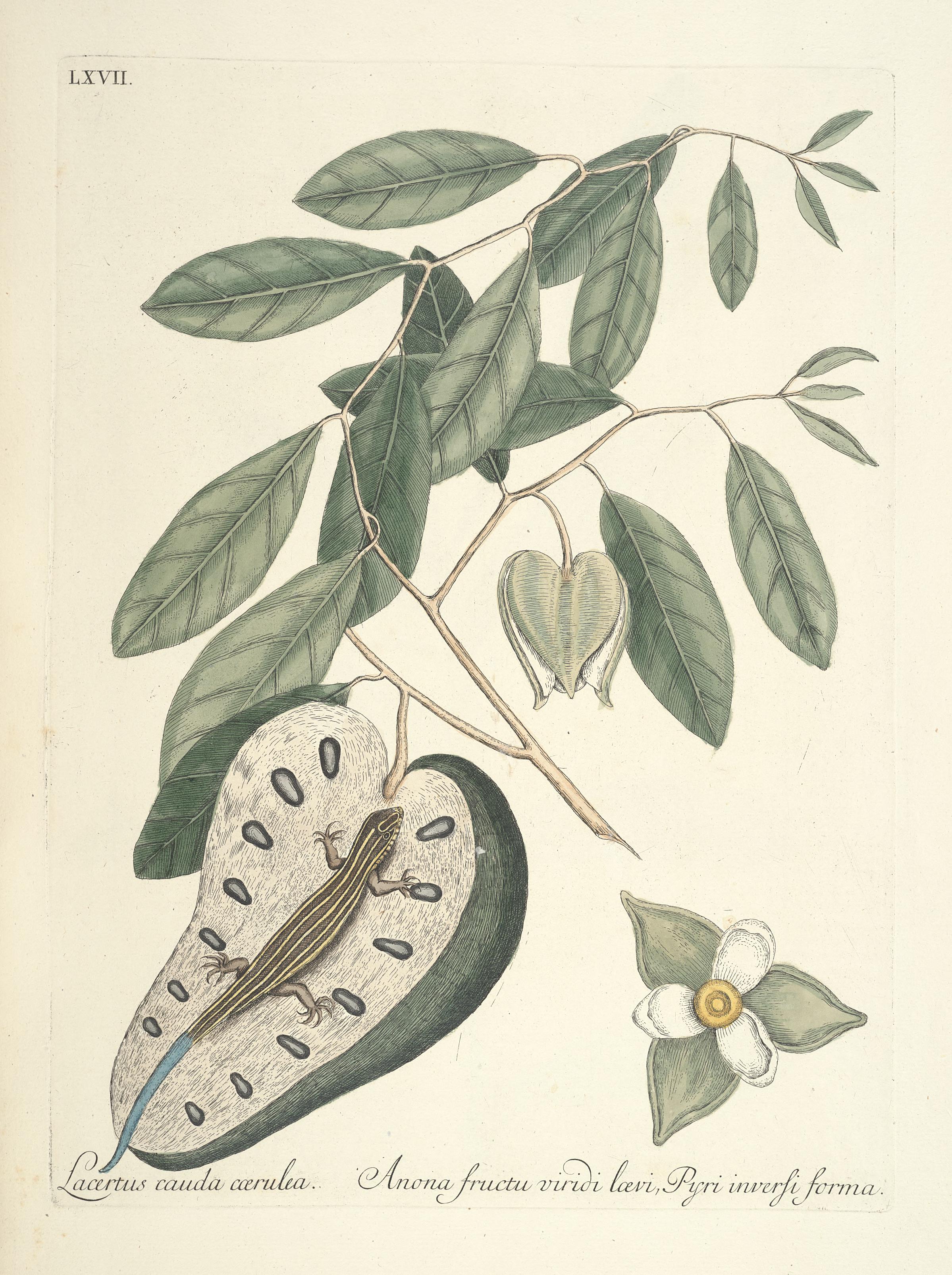 Piscium, serpentum, insectorum, aliorumque nonnullorum animalum nec non plantarum quarundam imagines (Tab. LXVII) BHL9873039