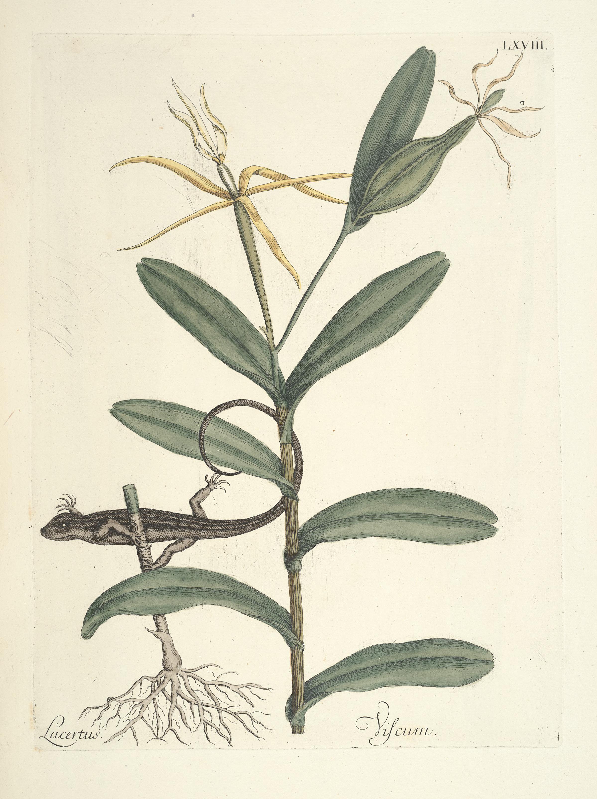 Piscium, serpentum, insectorum, aliorumque nonnullorum animalum nec non plantarum quarundam imagines (Tab. LXVIII) BHL9873040