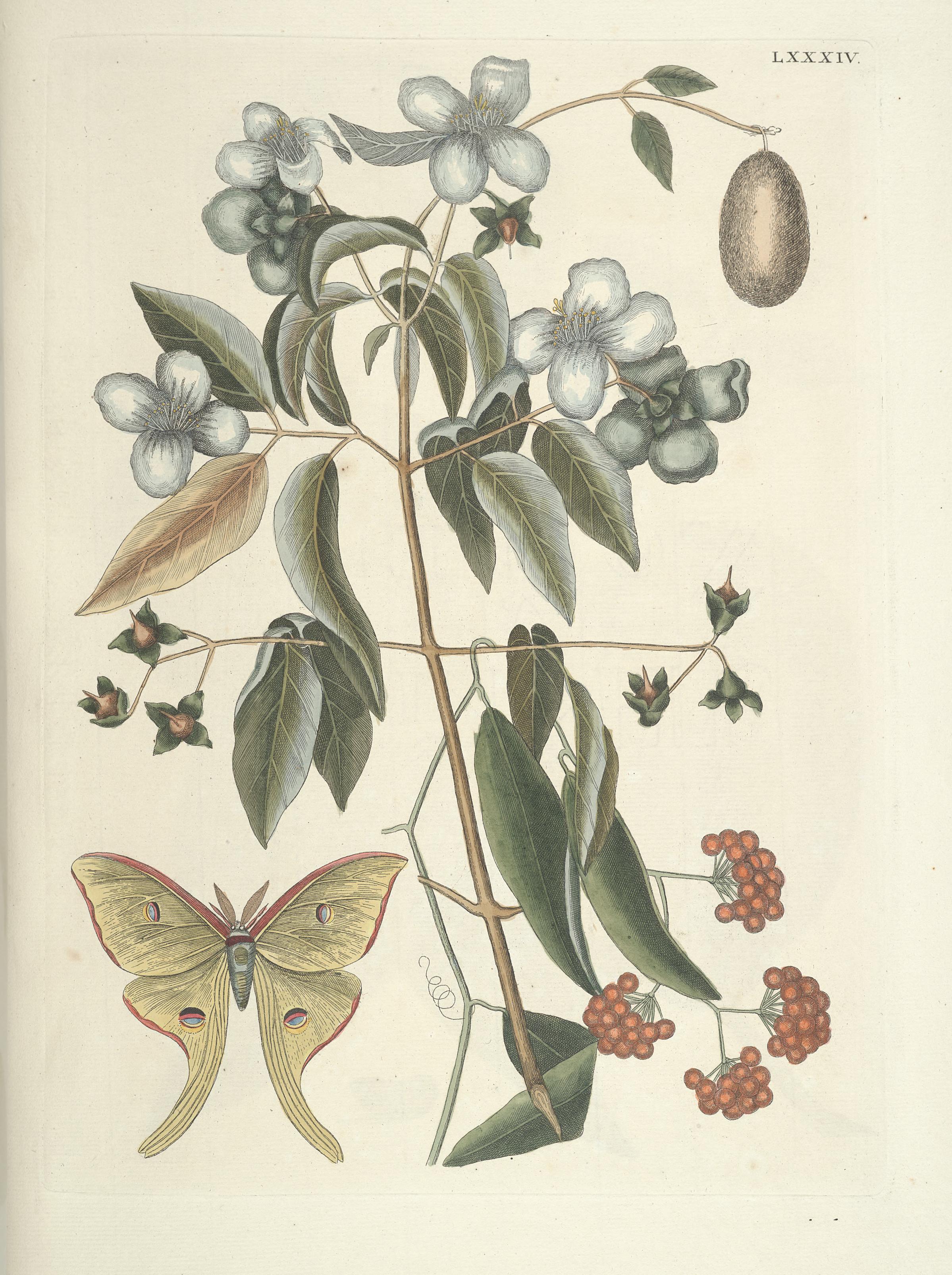Piscium, serpentum, insectorum, aliorumque nonnullorum animalum nec non plantarum quarundam imagines (Tab. LXXXIV) BHL9873056