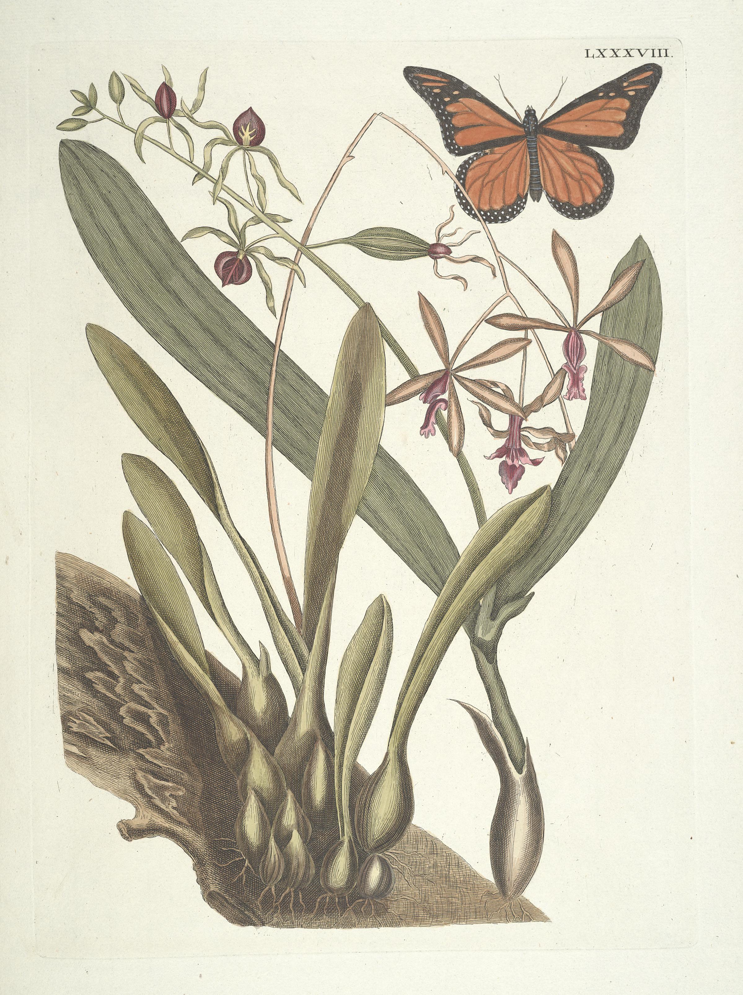 Piscium, serpentum, insectorum, aliorumque nonnullorum animalum nec non plantarum quarundam imagines (Tab. LXXXVIII) BHL9873060