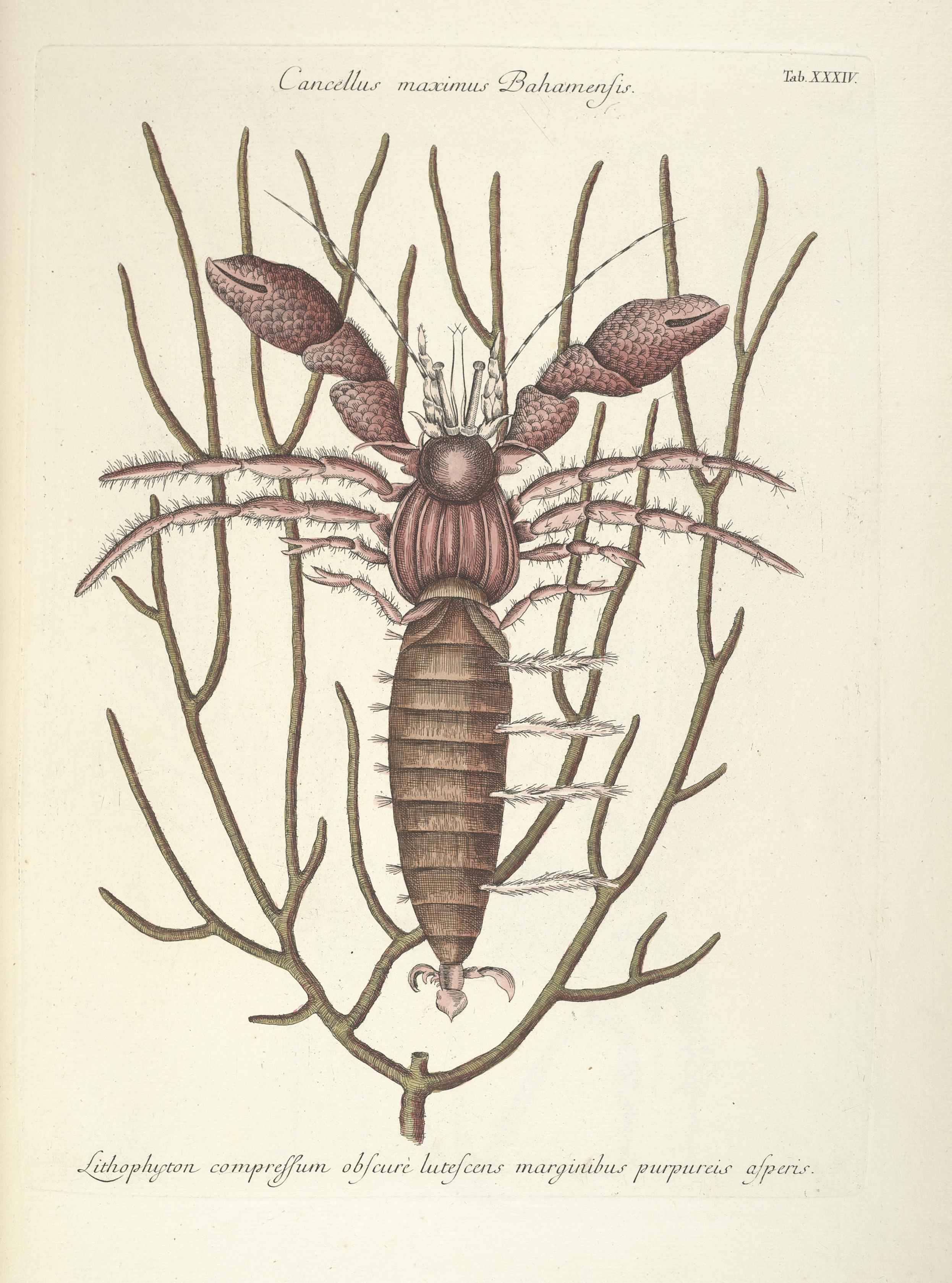 Piscium, serpentum, insectorum, aliorumque nonnullorum animalum nec non plantarum quarundam imagines (Tab. XXXIV) BHL9873006