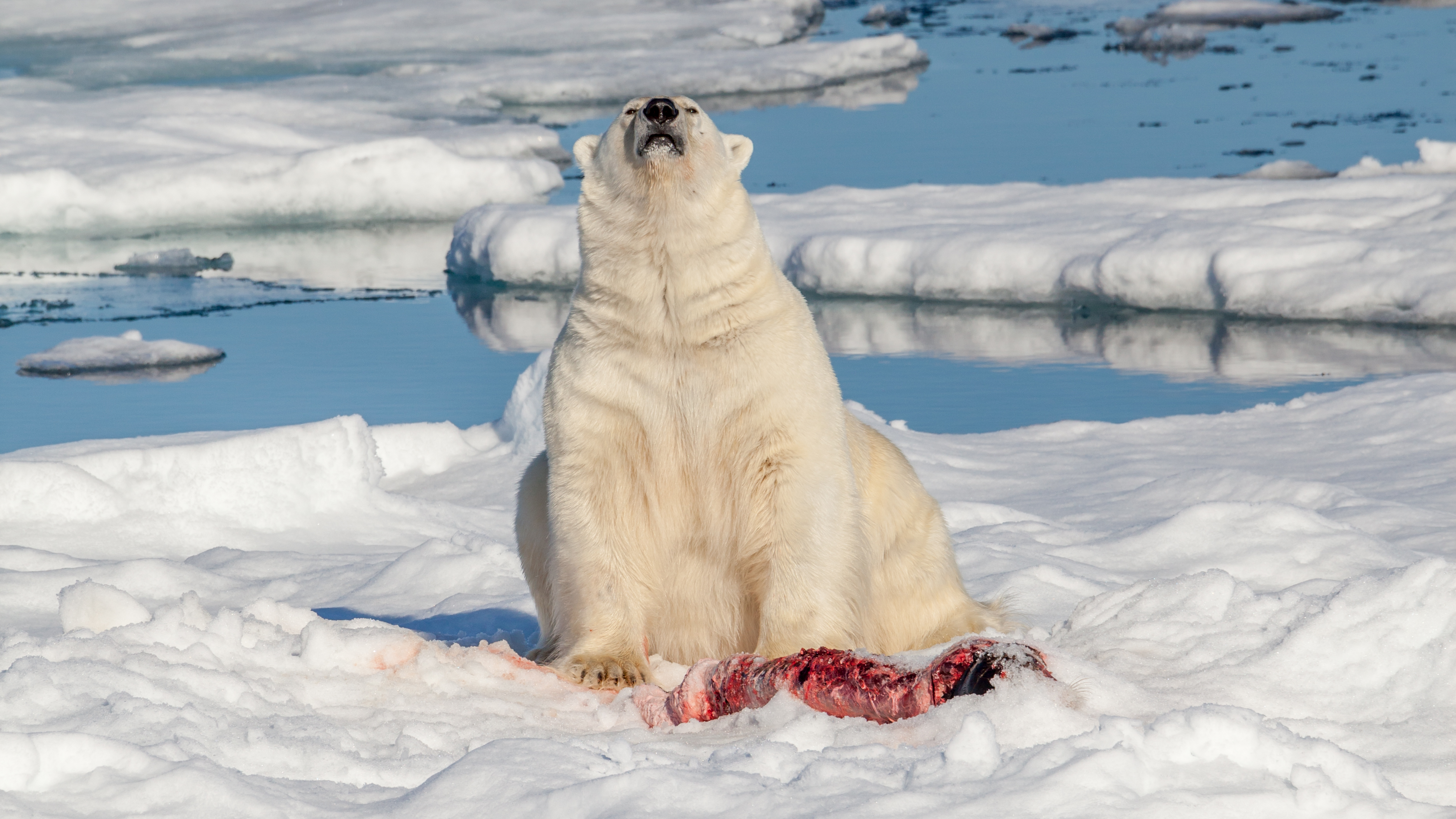 Polar bear (Ursus maritimus) assessing its environment for potential natural enemies