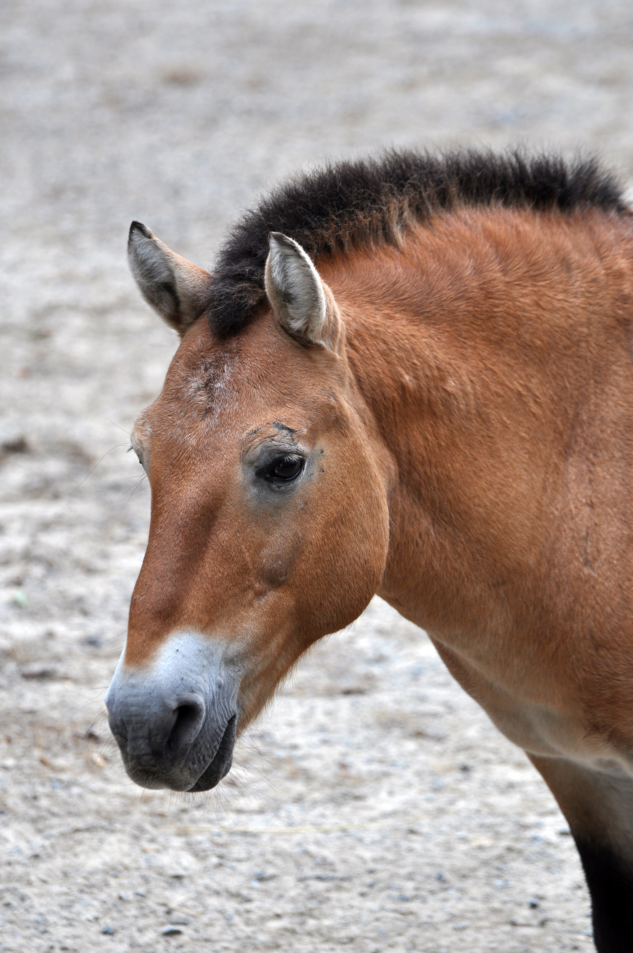 Portrait of Przewalski's Horse