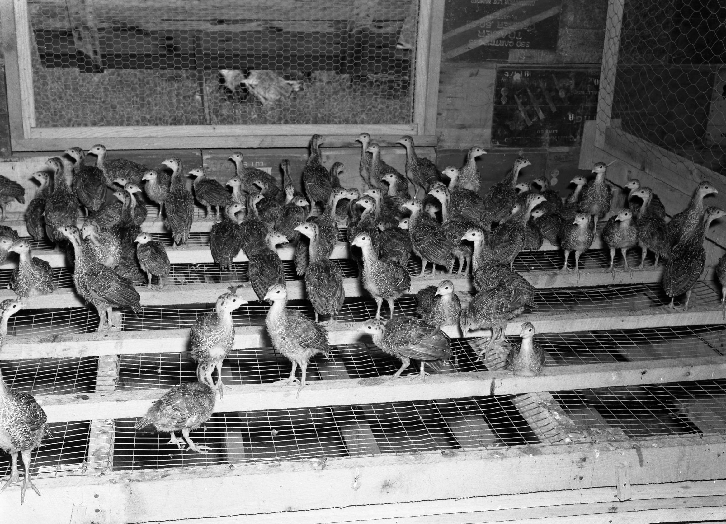 Poults on Roost (Missouri State Archives) (8203218457)