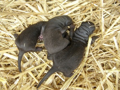 Young American Mink ( Neovison vison), Poland