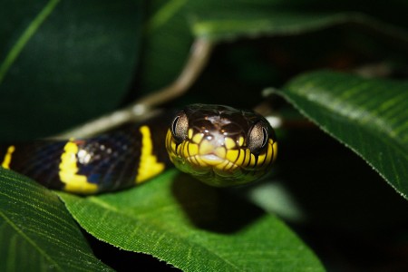boiga_dendrophila_captive02.jpg