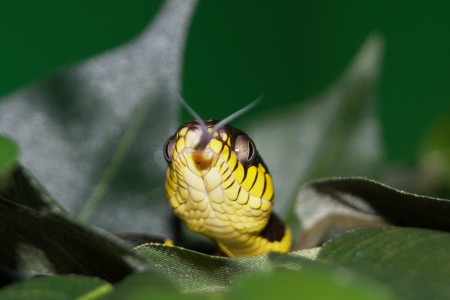 boiga_dendrophila_captive03.jpg