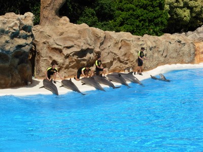 Dolphins at Loro Parque.