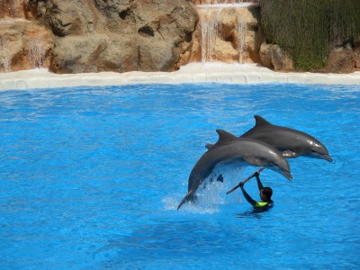 Dolphins at Loro Parque.