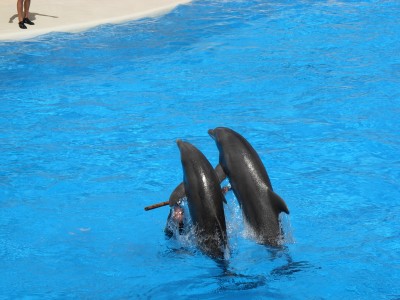 Dolphins at Loro Parque.