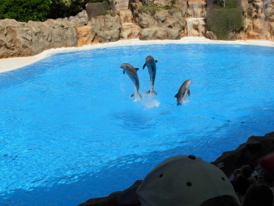 Dolphins at Loro Parque.