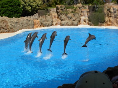 Dolphins at Loro Parque.