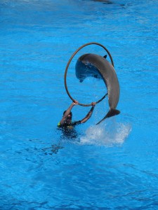 Dolphins at Loro Parque, in Tenerife island (Spain).