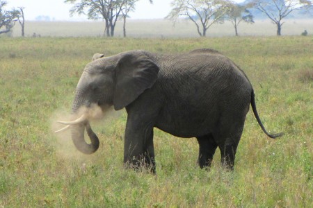 African Bush Elephant (Loxodonta africana), dusting itself, Serengeti NP, Tanzania
