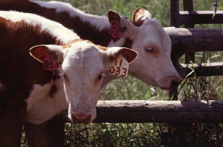 Hereford twins from http://www.ars.usda.gov/is/graphics/photos/
Image Number K4323-18
Hereford twins produced at the ARS Range and Livestock Research Unit at Miles City, Montana. Photo by Jack Dykinga.