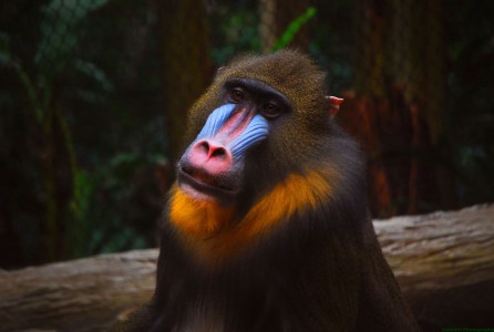 mandrillus_sphinx_portrait.jpg