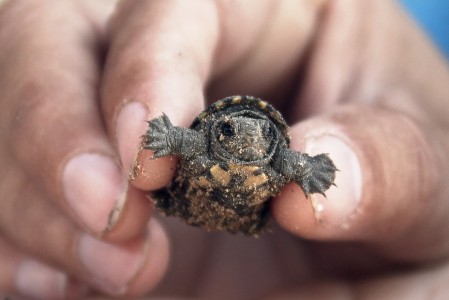 recently born turtle