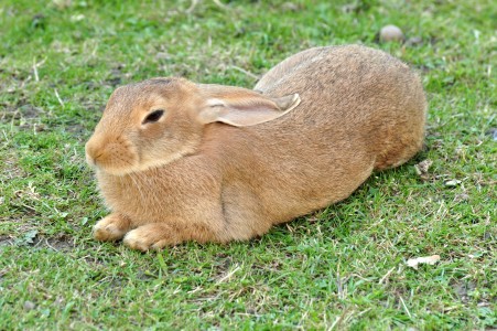 Oryctolagus cuniculus, Ufenau island on Zürichsee (Lake Zürich) in Switzerland