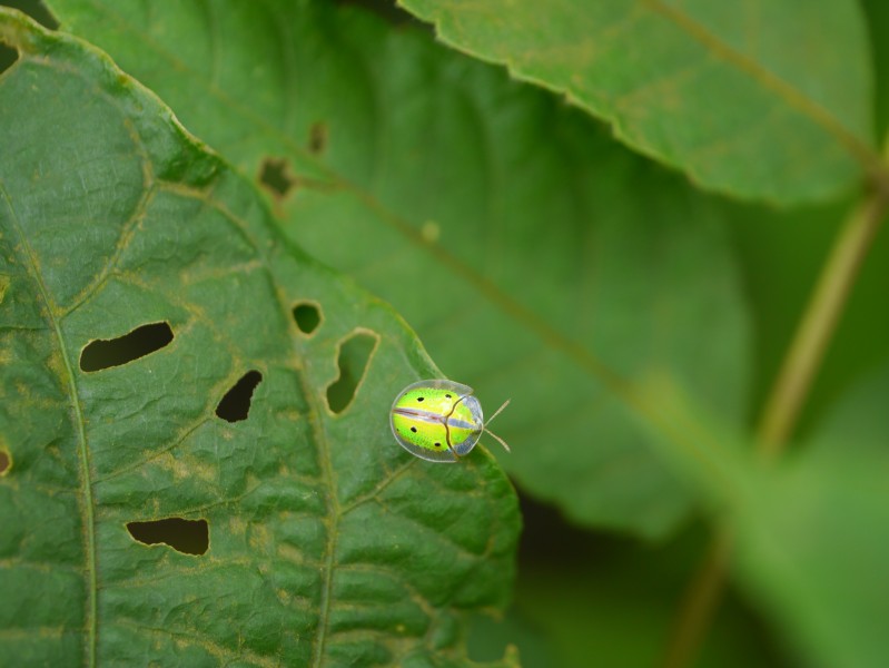... beetle -- leaf beetle -- tortoise beetle (7985069625)