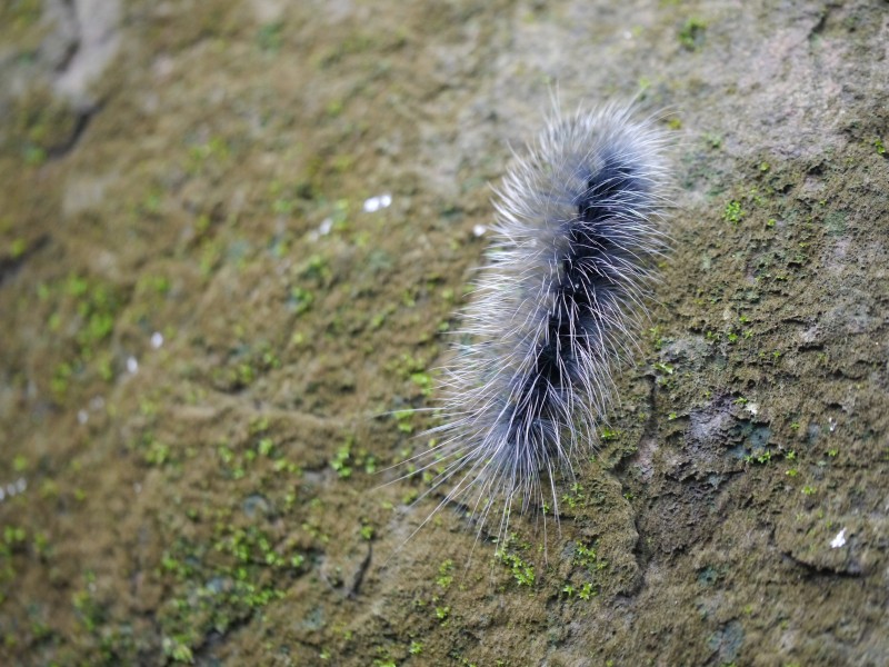 ... moth caterpillar -- woolly bear caterpillar (28882372971)