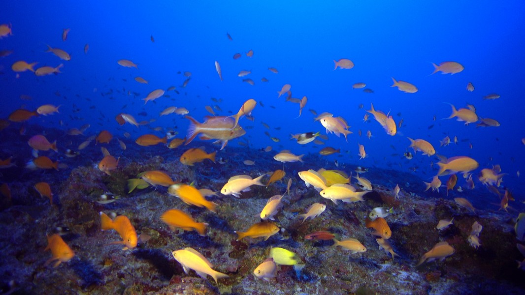 100% reef-fish Endemism at 90 m off Kure Atoll