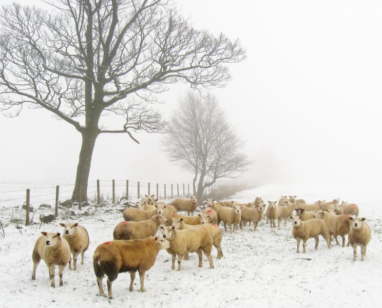 111210 sheep in field between Banknock and the Antonine Wall