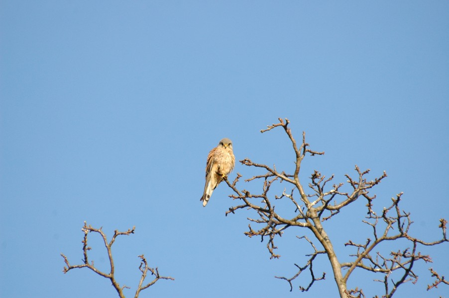 2010-04-07 (12) Turmfalke, common kestrel, Falco tinnunculus