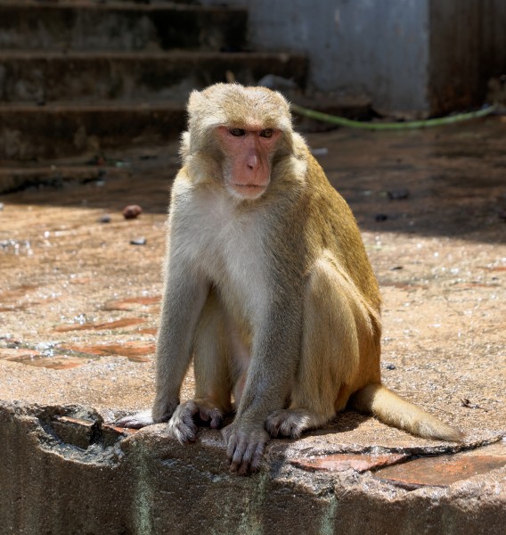 20160802 - Rhesus macaque - Mount Popa, Myanmar - 7178
