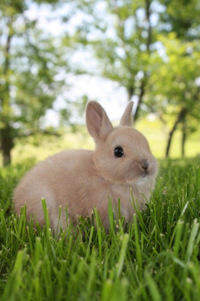 4-Week-Old Netherlands Dwarf Rabbit