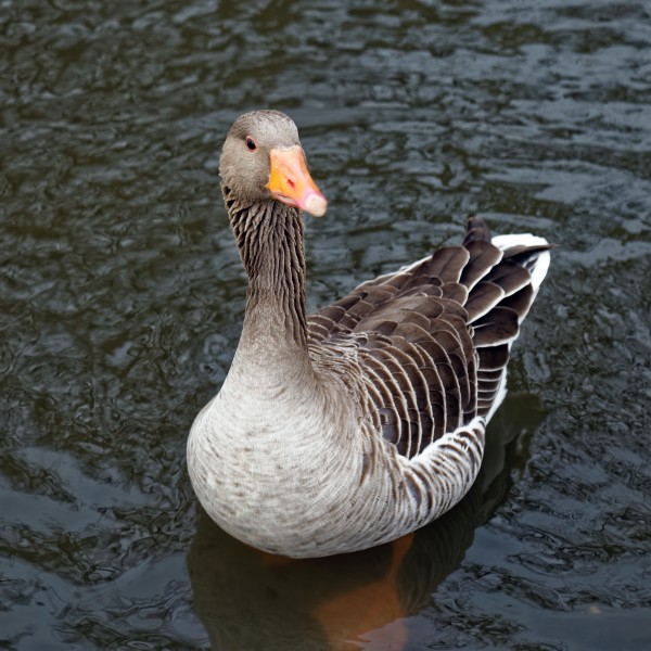 'Anser anser' Greylag goose in Lordship Recreation Ground Haringey London England 2