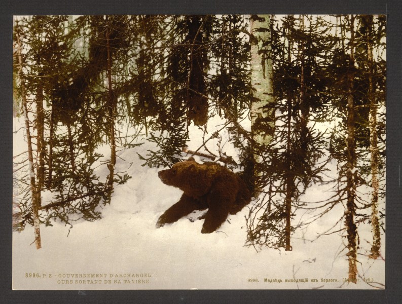 A bear coming out of his den, Russia-LCCN2001697542