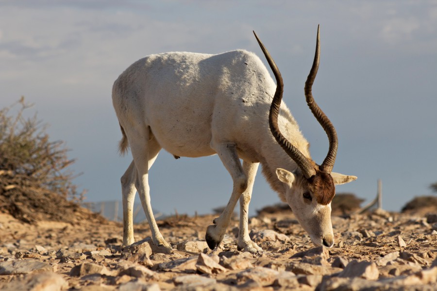 A big male Addax showing as the power of his horns