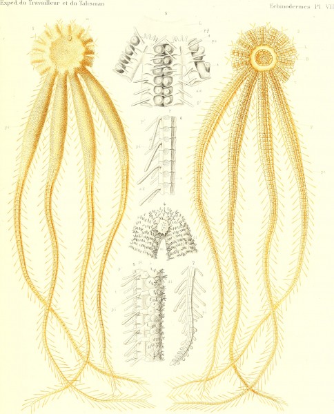 Échinoderms (1894) (20615841831)