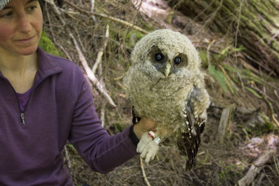 A newly tagged juvenile Spotted Owl (14412597989)