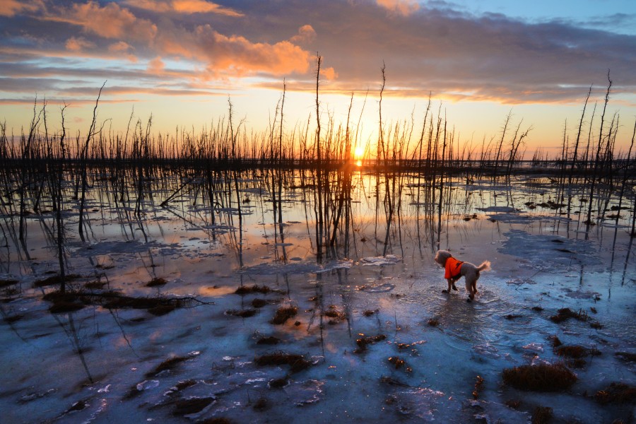 A small dog explores the Anchorage Coastal Wildlife Refuge. Anchorage, Alaska, USA (25892818585)