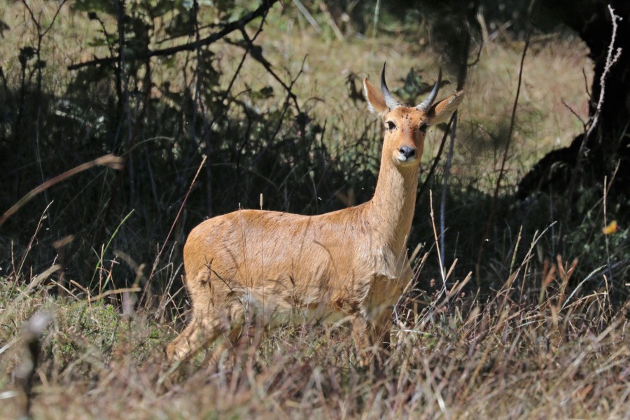 Abyssinian bohor reedbuck (Redunca redunca bohor) male