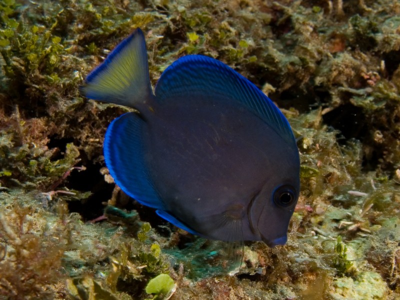 Acanthrus coeruleus (Blue Tang)
