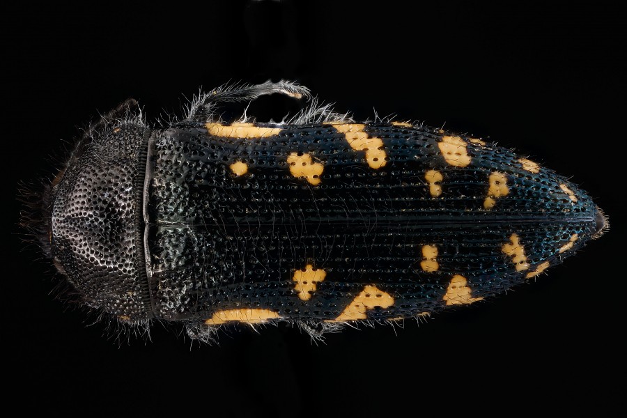 Acmaeodera ornata