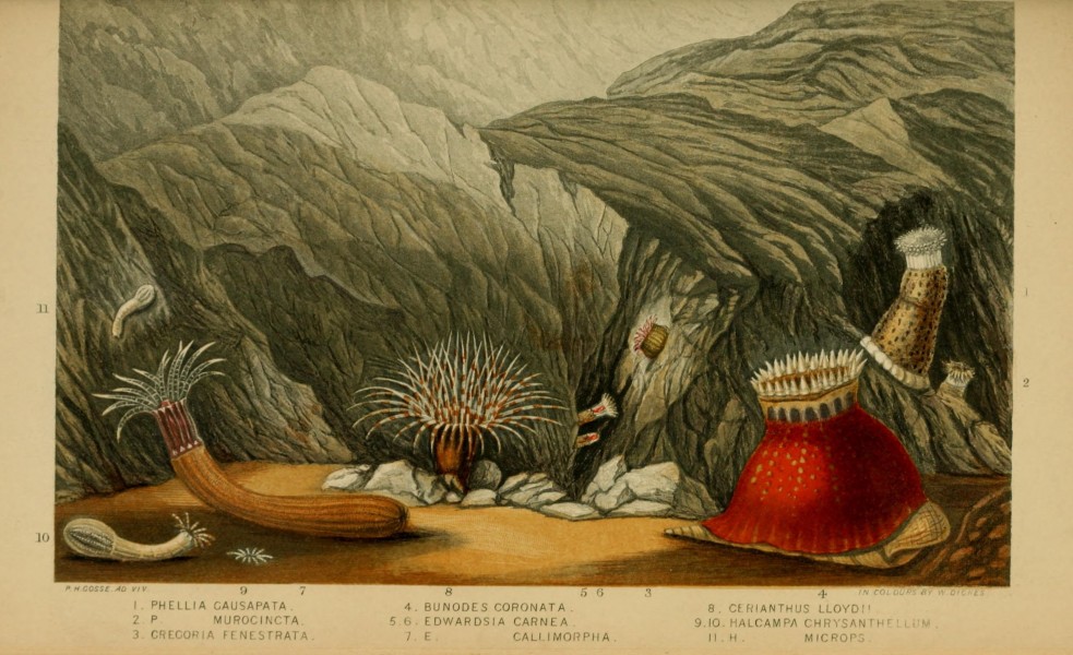 Actinologia britannica - a history of the British sea-anemones and corals (Plate VII) (6996522605)