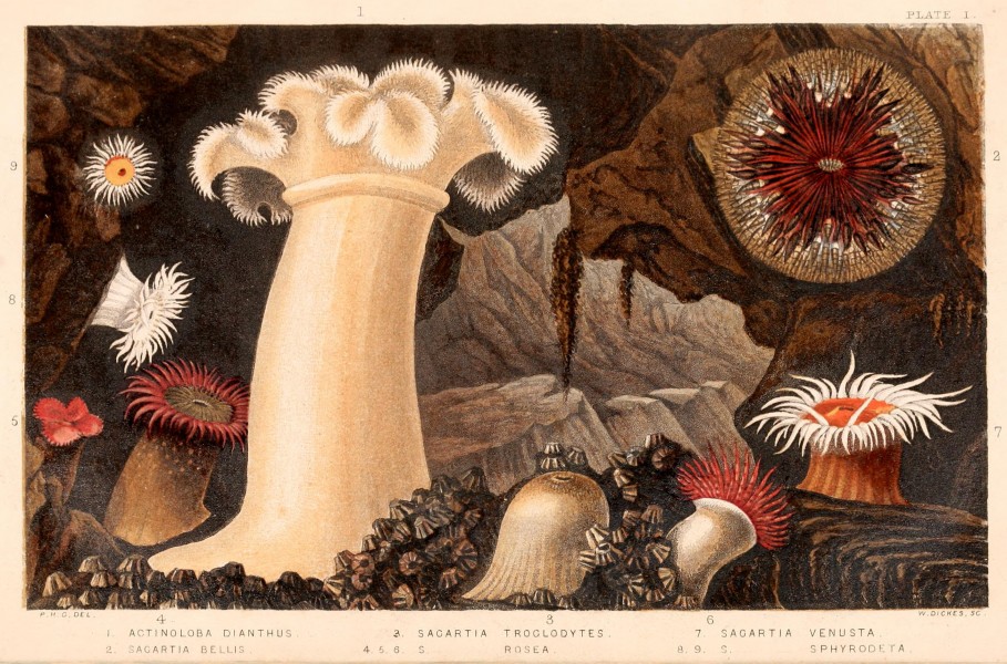 Actinologia britannica - a history of the British sea-anemones and corals BHL3196450