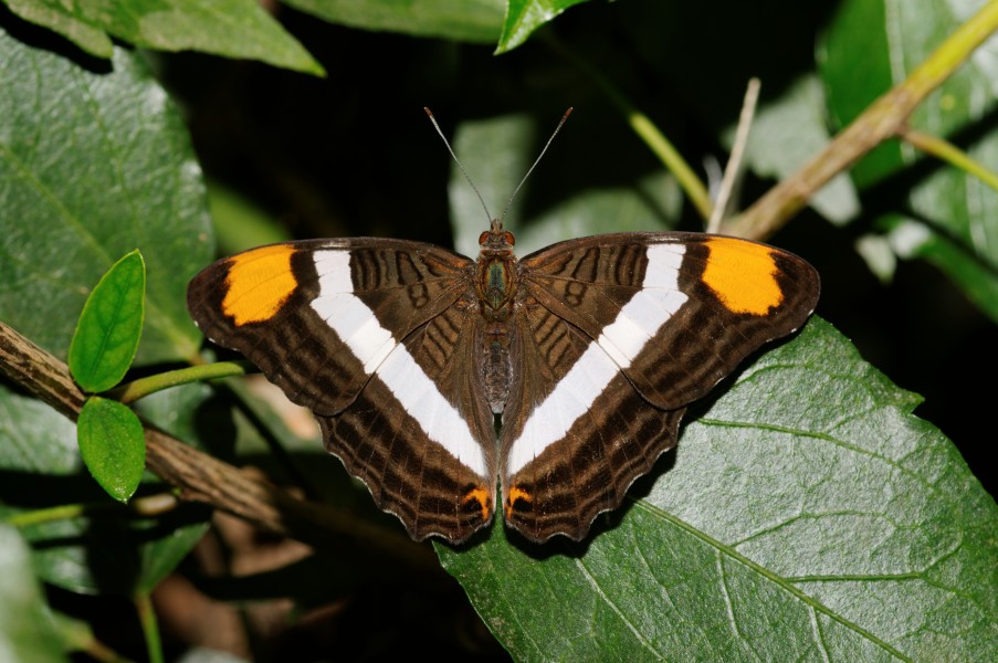 Adelpha fessonia (Band-celled Sister)