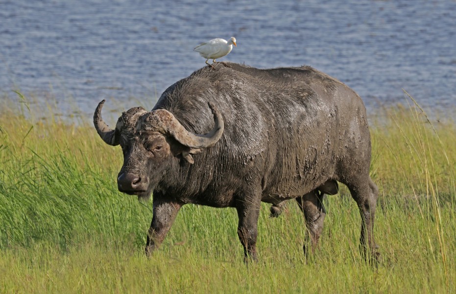 African buffalo (Syncerus caffer caffer) male with cattle egret
